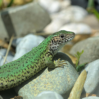 A fence lizard at Hellabrunn Zoo sunning itself on a rock.