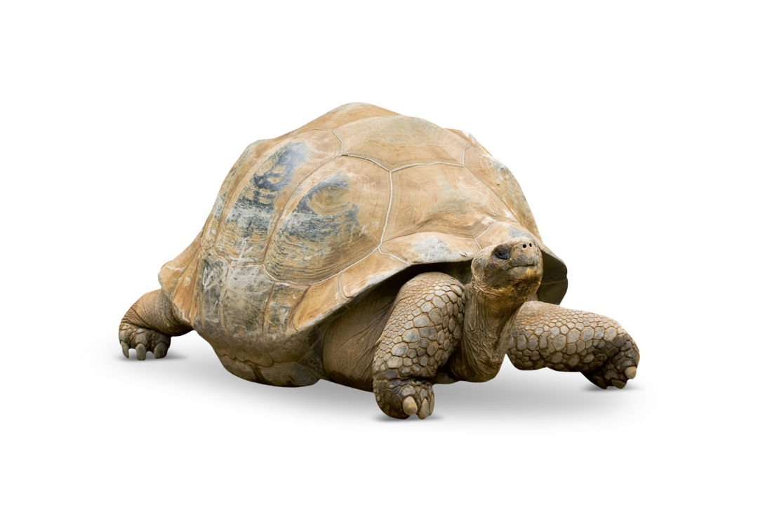 An Aldabra giant tortoise at Hellabrunn Zoo.