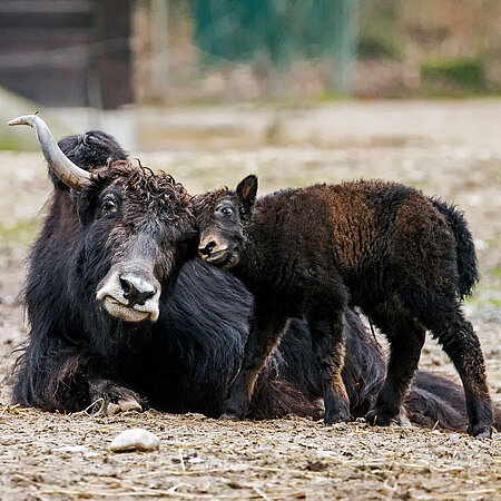 Ein Hausyak und sein Nachwuchs kuscheln im Tierpark Hellabrunn.