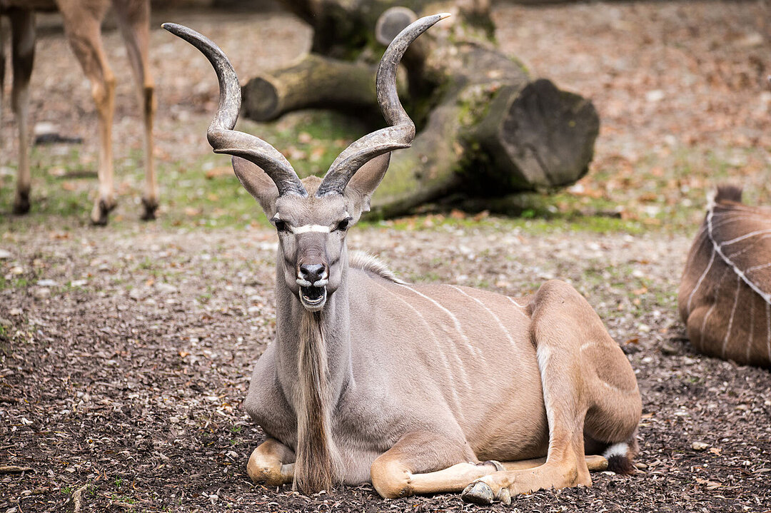 [Translate to English:] Ein Kudu-Bock liegt auf dem Boden mit Blick Richtung Kamera.