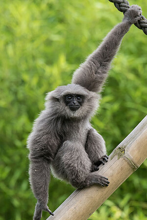 Ein Silbergibbon.