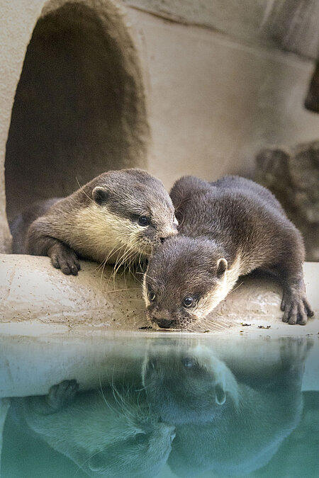 Asiatische Zwergotter Zwei asiatische Zwergotter am Wasser.