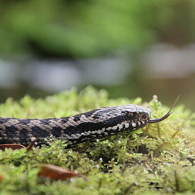 An adder slithers from the left side of the picture to the right with its tongue extended. 