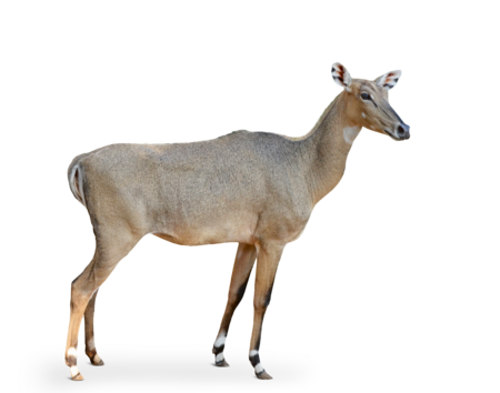 The picture shows a female Nilgal in profile.