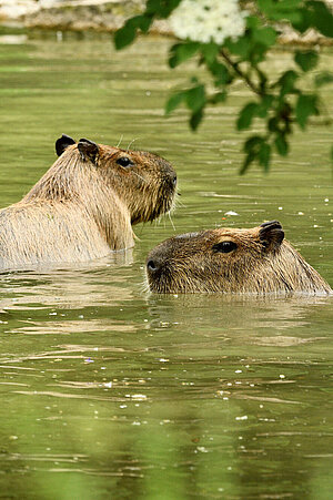 Zwei Capybaras im Wasser.