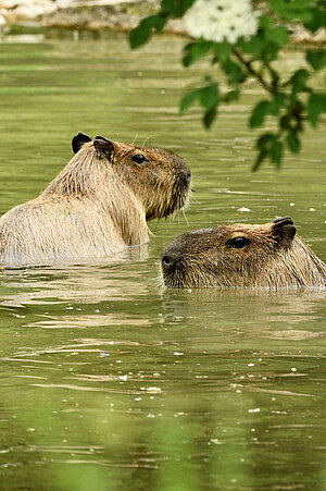 Zwei Capybaras im Wasser.