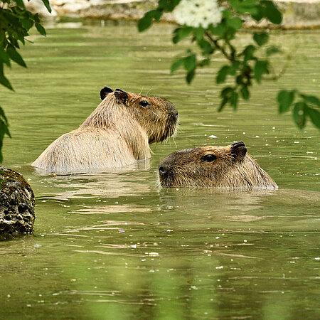 [Translate to English:] Zwei Capybaras stehen im Wasser.
