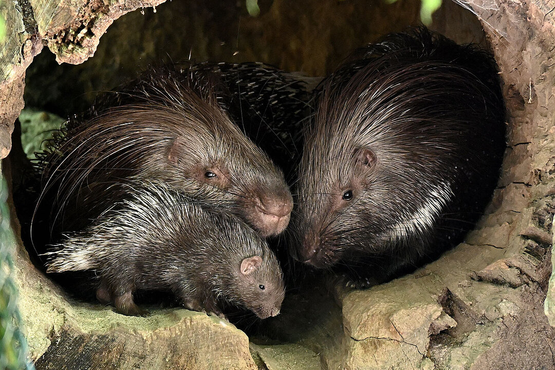 Zwei erwachsene Stachelschweine und ein Jungtier in einem Baumstamm.