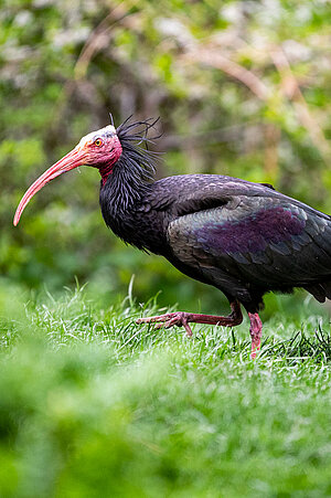Ein Waldrapp
