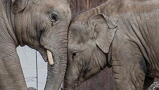 Otto und Savani im Tierpark Hellabrunn