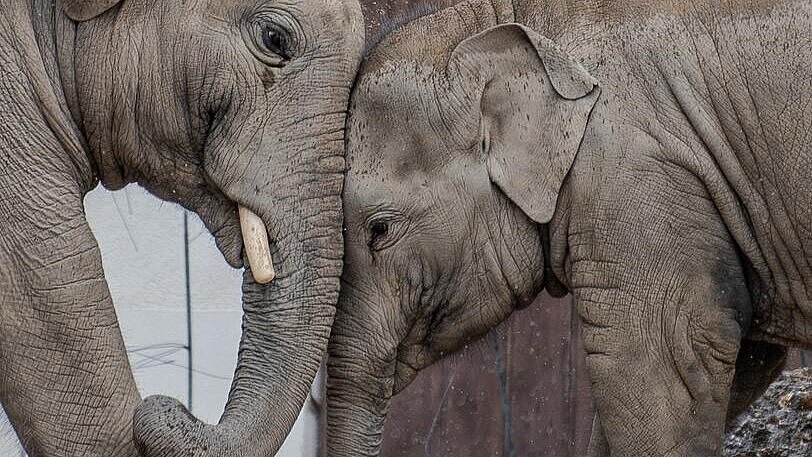 Otto und Savani auf der Außenanlage im Tierpark Hellabrunn