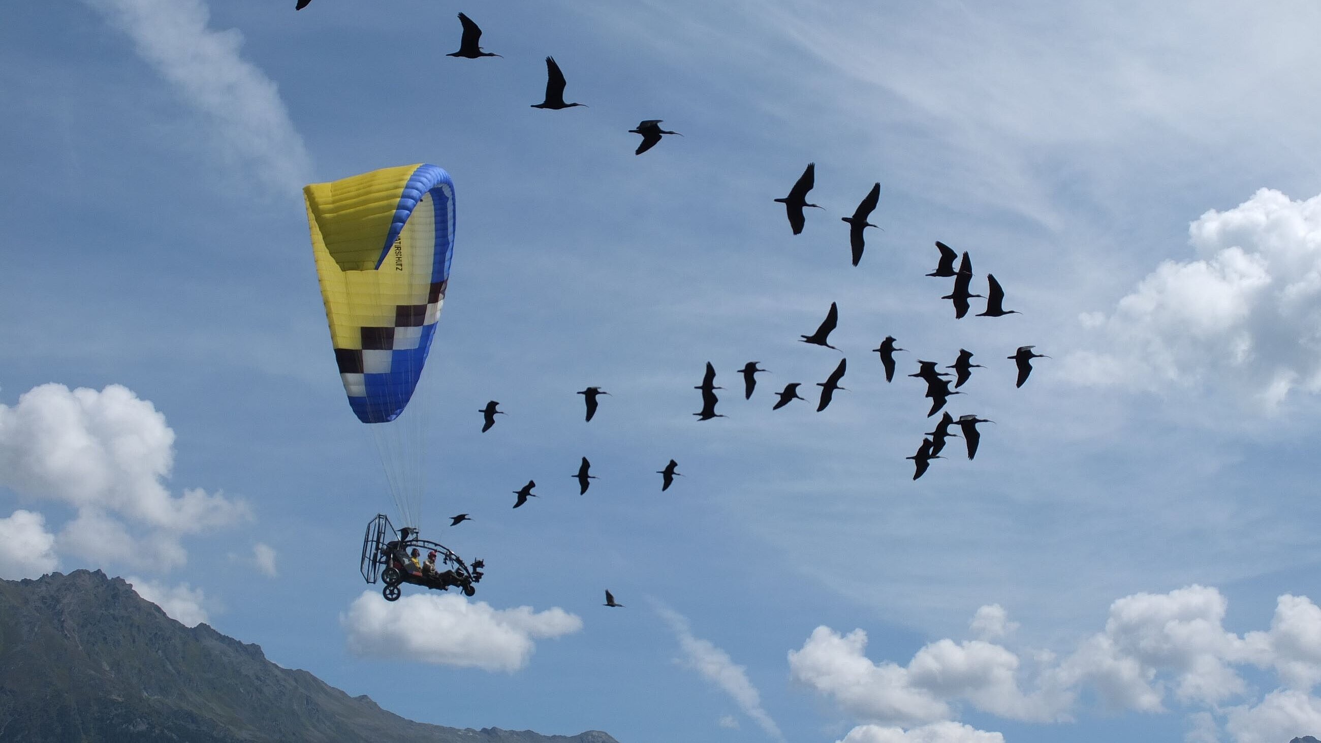 menschengeführte Waldrapp-Migration
