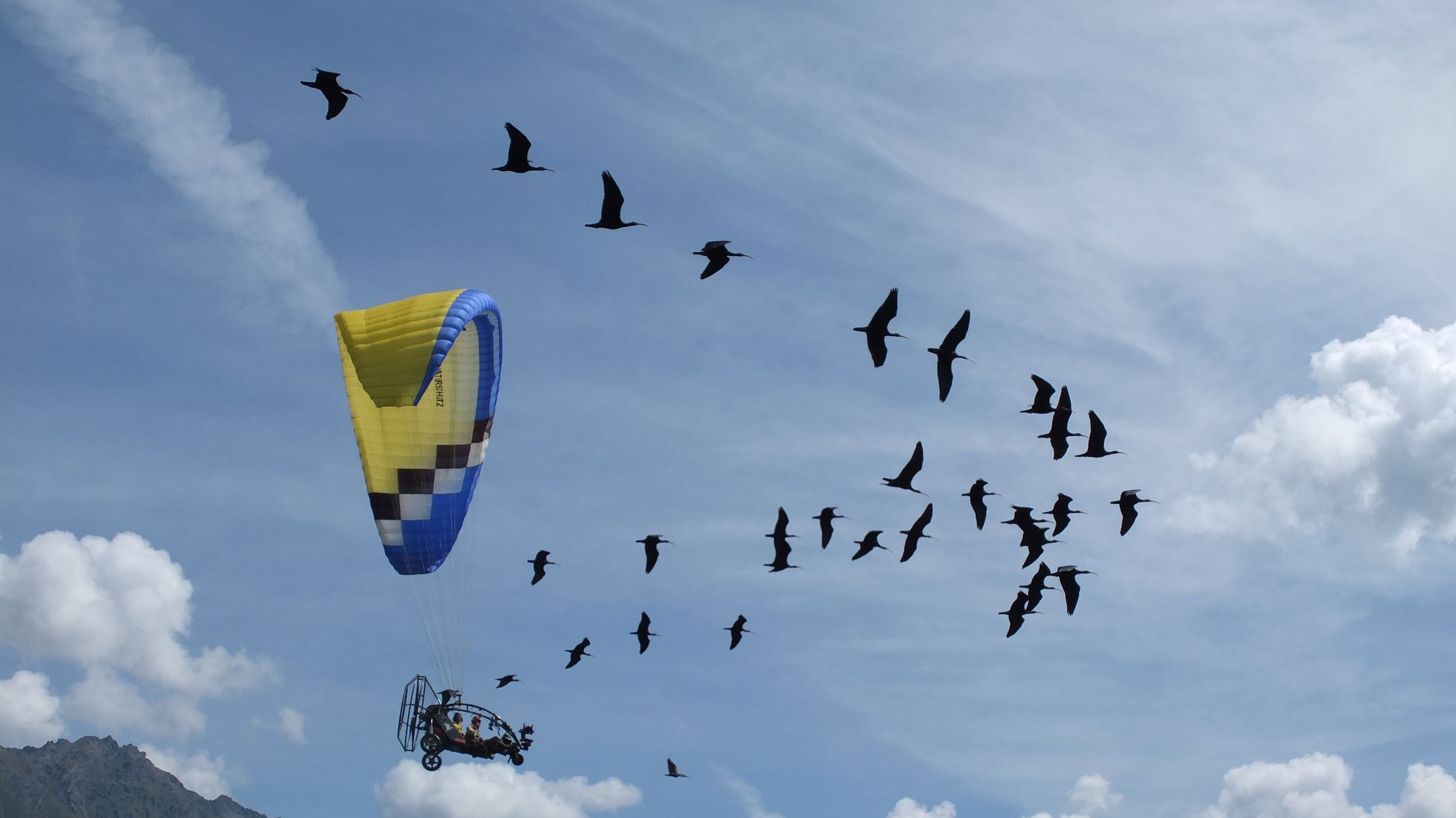 menschengeführte Waldrapp-Migration