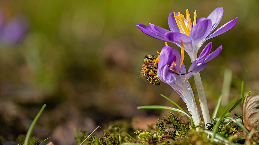 Eine Biene sitzt seitlich auf einer lila Blume.