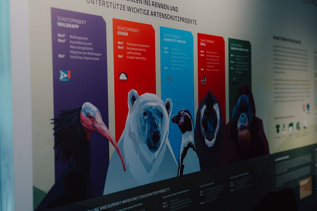 Eine bunte Wand mit Zeichnungen vom Waldrapp, Eisbär, Humboldtpinguin, Drill und Orang-Utan nebeneinander.
