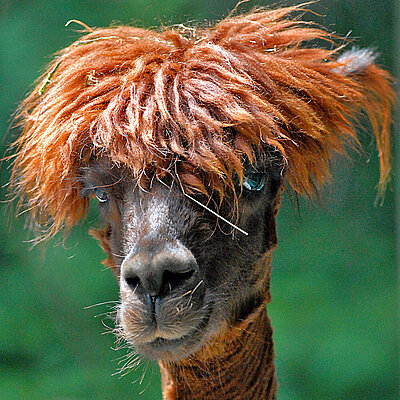  A portrait of an alpaca with reddish fur looking at the camera.