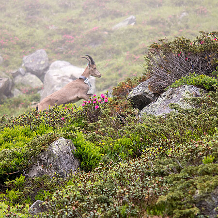 Ein Steinbock bei der Auswilderung 2021 in Österreich.