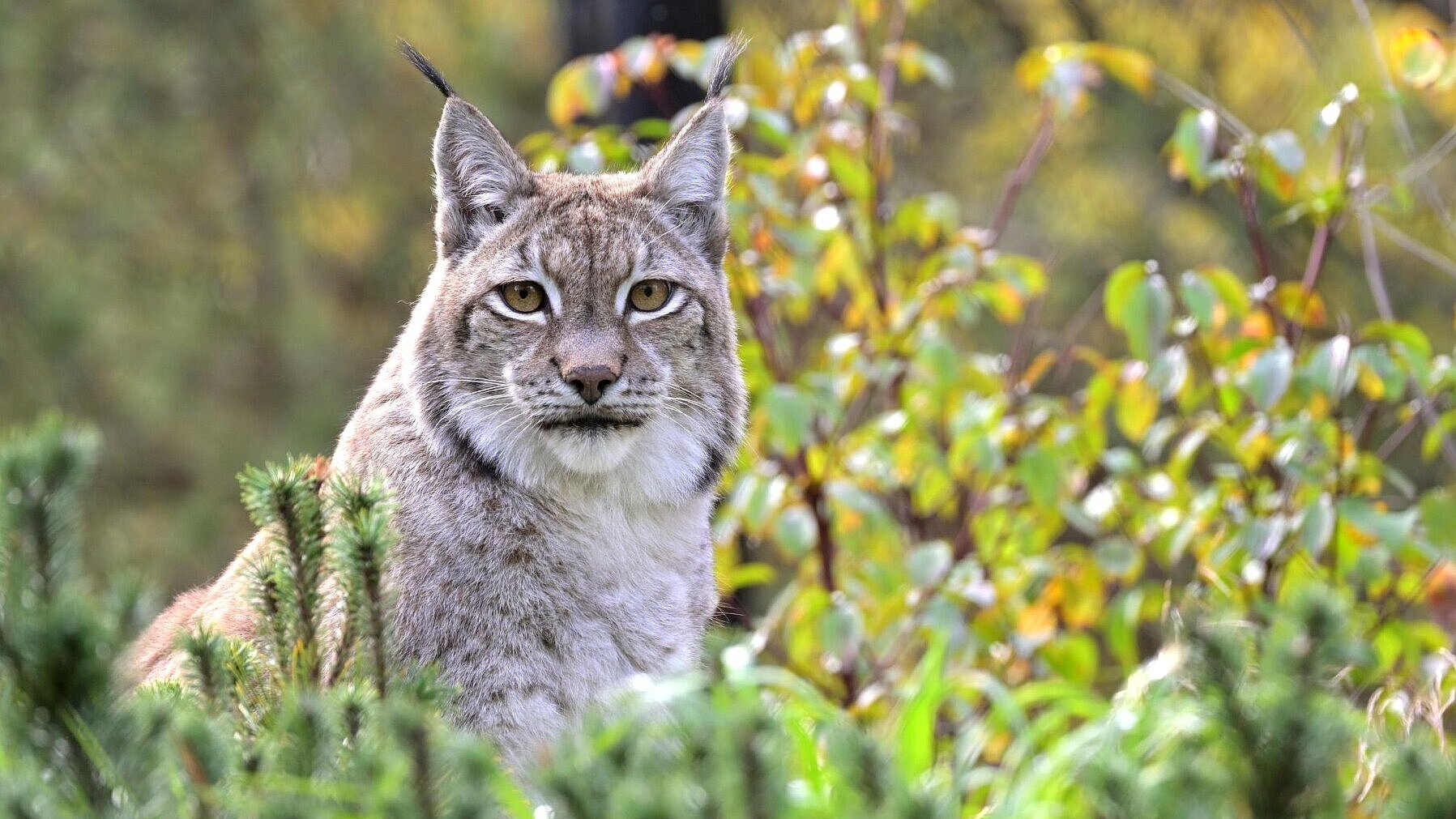 Luchs auf umgestalteter Anlage