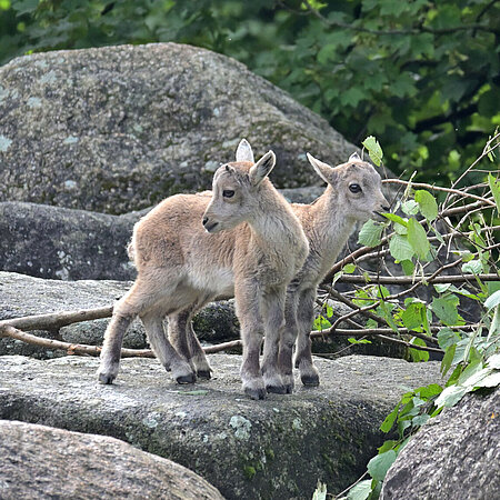 Zwei Alpensteinbock-Jungtiere.