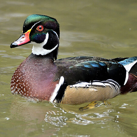 Auf dem Bild sieht man eine schwimmende Brautente, die direkt in die Kamera schaut.