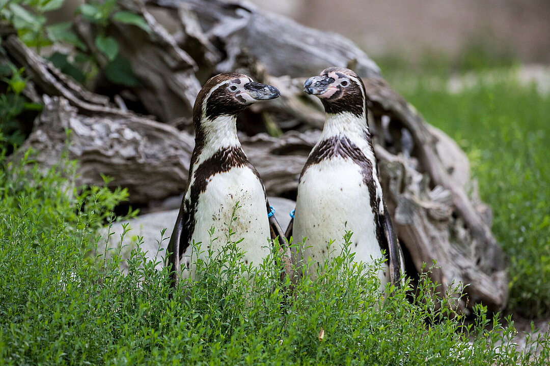 Zwei Humboldtpinguine.