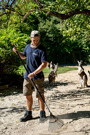 Ein Auszubildender beim Reinigen der Anlage, im Hintergrund sehen die Känguruhs interessiert zu.