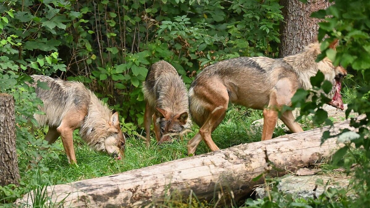 Einzug des neuen Wolfsrudels in den Tierpark Hellabrunn 
