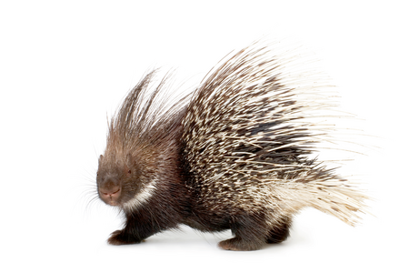 The picture shows a Indian crested porcupine looking at the camera.