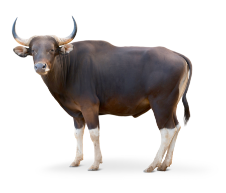 The picture shows a Java Banteng with two long horns. The animal looks directly into the camera.
