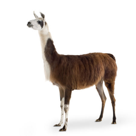 llama The picture shows a llama looking at the left side of the picture.