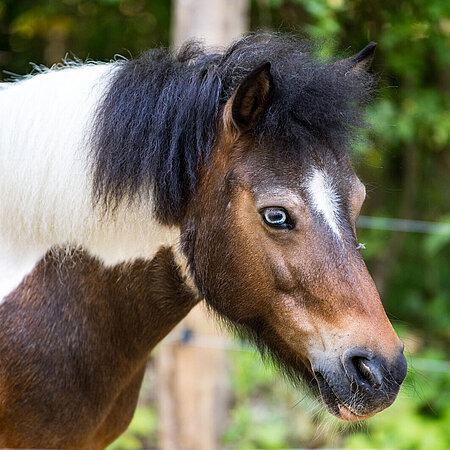A portrait of a Shetland pony from the side at Hellabrunn Zoo.