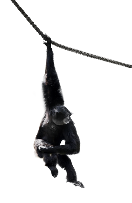 The picture shows a free swinging siamang holding on to a rope with his right arm.
