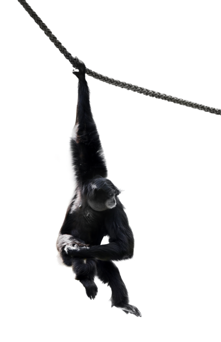 Siamang Das Bild zeigt einen frei schwingenden Siamang der sich mit seinem rechten Arm an einem Seil festhält.