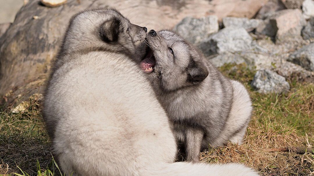 Polarfuchs spielend