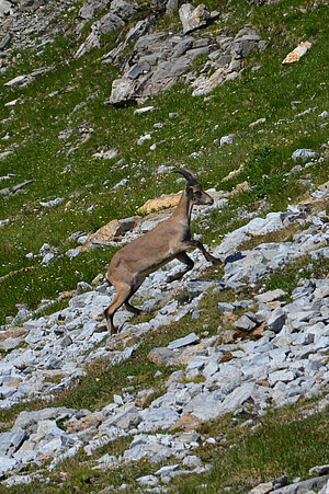 Ein Steinbock macht die ersten Sprünge in seinem natürlichem Lebensraum.