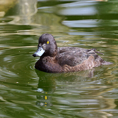 Auf dem Bild sieht man eine schwimmende Veilchenente.