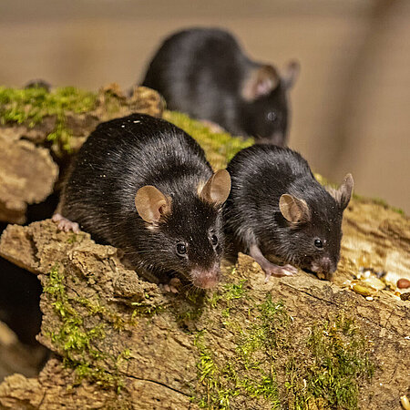 A small group of three house mice sitting on a branch. 