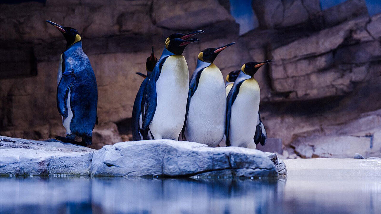 Königspinguine
