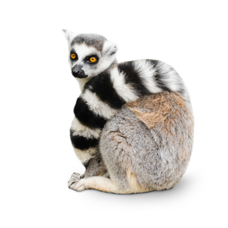 The picture shows a sitting Ring-tailed lemur. His striped tail lies over his belly and shoulder, like a blanket.