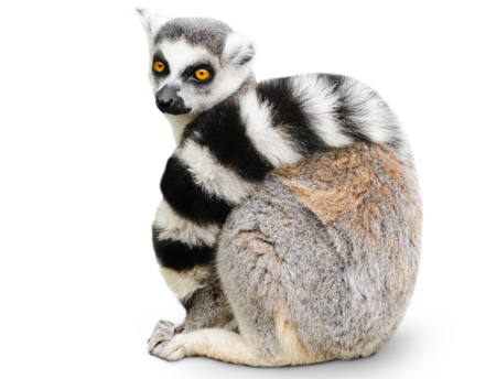 The picture shows a sitting Ring-tailed lemur. His striped tail lies over his belly and shoulder, like a blanket.