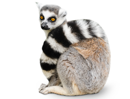 Ring-Tailed Lemur Display Cut Out (teacher made) - Twinkl