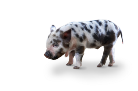 The picture shows a Kune Kune piglet.