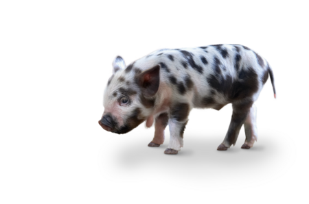 Kune Kune The picture shows a Kune Kune piglet.