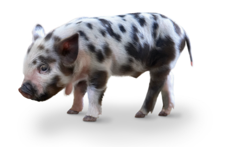Kune Kune Das Bild zeigt ein Kune Kune Ferkel.