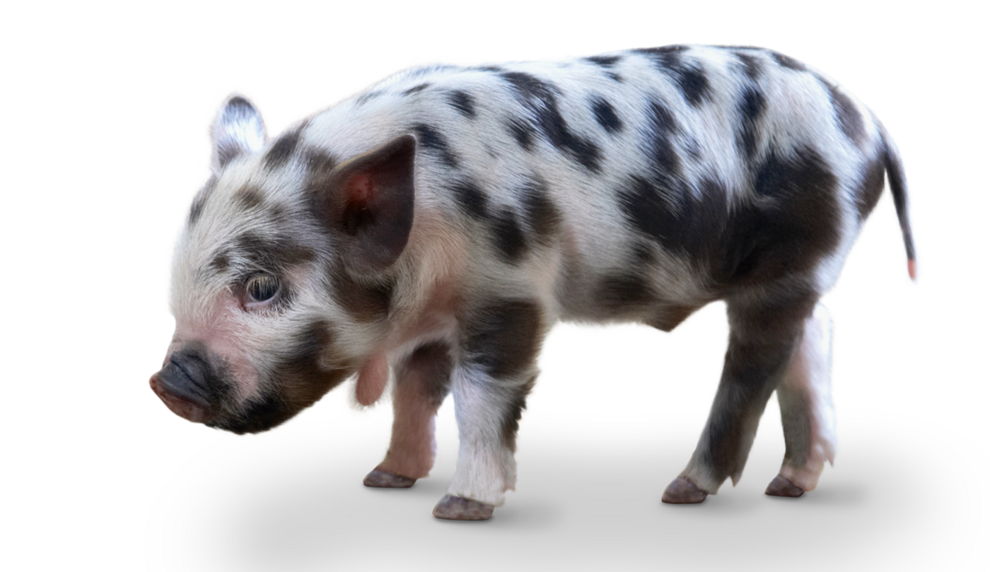 Kunekune Tierpark Hellabrunn