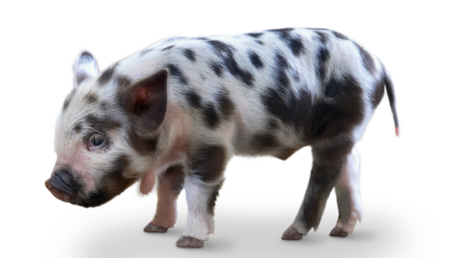 The picture shows a Kune Kune piglet.