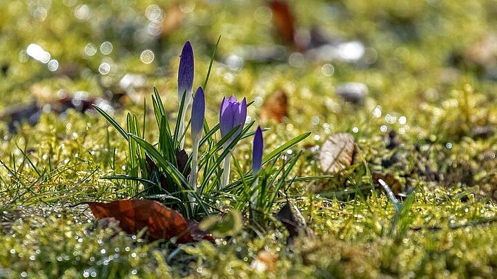 [Translate to English:] Krokus auf Wiese