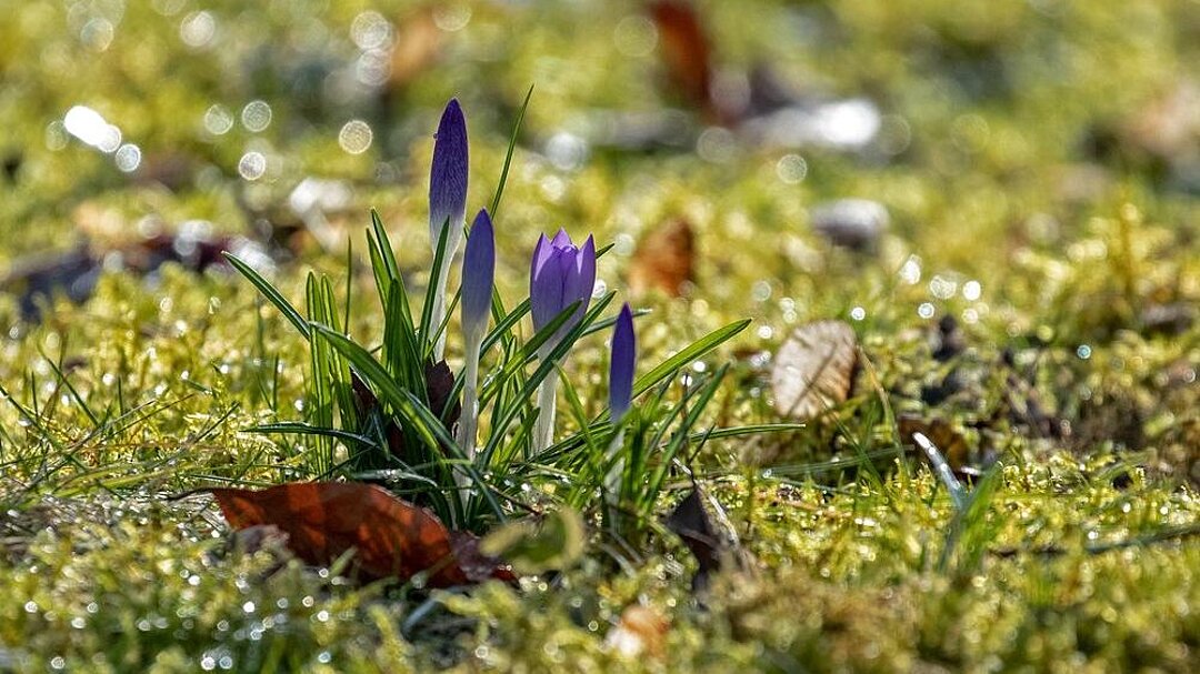 Krokus auf Wiese