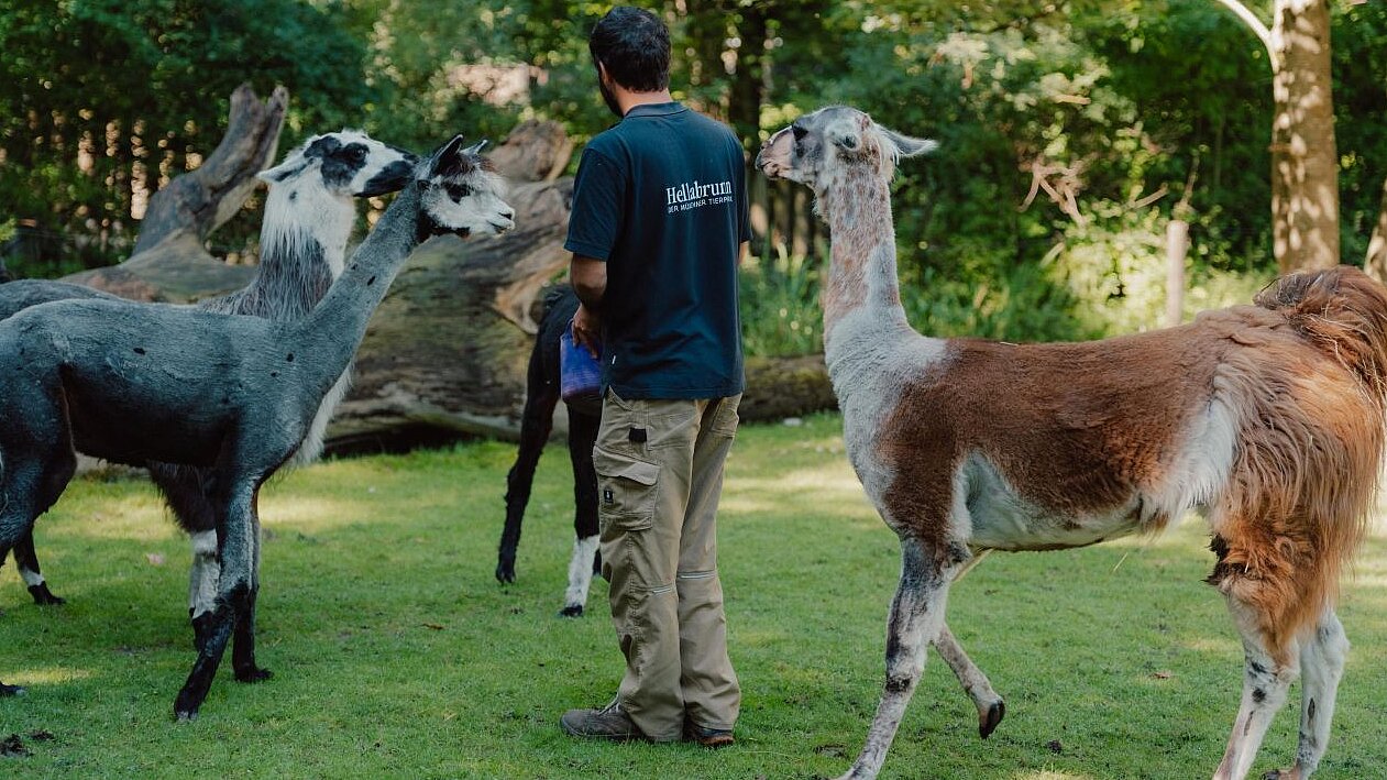 Hellabrunner Tierpfleger auf Außenanlage der Lamas und Alpakas