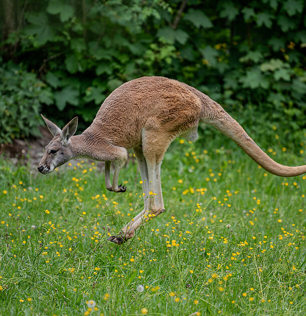 Ein rotes Riesen-Känguruh beim Springen auf einer grünen Wiese.